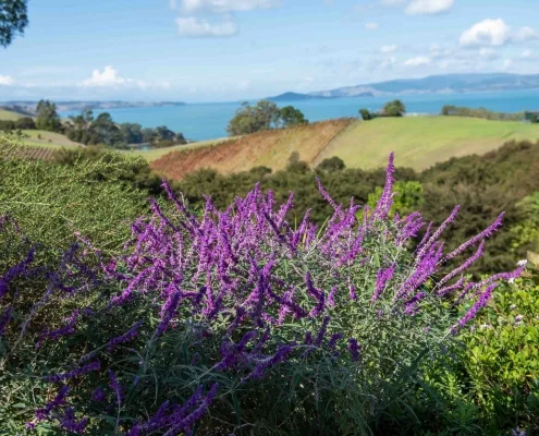 Views from Luxury Accommodation at Woodside Bay Waiheke Island